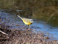 Motacilla flava iberiae 41, Iberische gele kwikstaart, Saxifraga-Henk Baptist