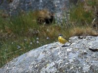Motacilla flava iberiae 95, Saxifraga-Jan van der Straaten