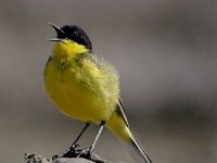 Motacilla flava ssp feldegg 11, Balkan gele kwikstaart, Saxifraga-Iztok Skornik