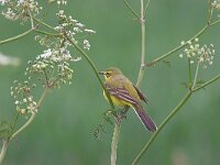 Motacilla flava ssp flavissima 12, Saxifraga-Luc Hoogenstein