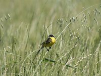 Motacilla flava ssp thunbergi 1, Saxifraga-Dirk Hilbers