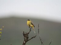 Motacilla flava ssp thunbergi 2, Saxifraga-Dirk Hilbers
