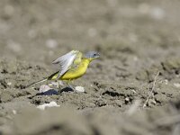 Motacilla flava thunbergi 84, Noordse kwikstaart, Saxifraga-Tom Heijnen