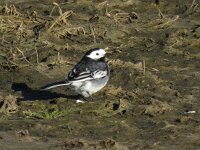 Motacilla yarrellii 10, Rouwkwikstaart, Saxifraga-Henk Sierdsema
