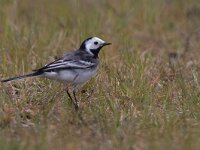 Motacilla yarrellii 12, Rouwkwikstaart, Saxifraga-Mark Zekhuis