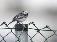Motacilla yarrellii 14, Rouwkwikstaart, Saxifraga-Mark Zekhuis