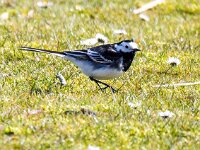 Motacilla yarrellii 15, Rouwkwikstaart, Saxifraga-Bart Vastenhouw