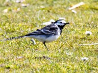 Motacilla yarrellii 16, Rouwkwikstaart, Saxifraga-Bart Vastenhouw