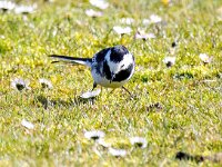 Motacilla yarrellii 18, Rouwkwikstaart, Saxifraga-Bart Vastenhouw