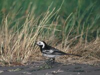 Motacilla yarrellii 2, Rouwkwikstaart, Saxifraga-Piet Munsterman