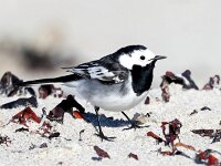 Motacilla yarrellii 28, Rouwkwikstaart, Saxifraga-Bart Vastenhouw