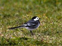 Motacilla yarrellii 3, Rouwkwikstaart, Saxifraga-Piet Munsterman