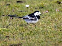 Motacilla yarrellii 30, Rouwkwikstaart, Saxifraga-Bart Vastenhouw