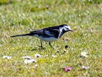 Motacilla yarrellii 32, Rouwkwikstaart, Saxifraga-Bart Vastenhouw