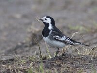 Motacilla yarrellii 5, Rouwkwikstaart, Saxifraga-Mark Zekhuis