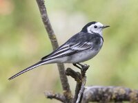 Motacilla yarrellii 6, Rouwkwikstaart, Saxifraga-Mark Zekhuis