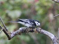Motacilla yarrellii 7, Rouwkwikstaart, Saxifraga-Mark Zekhuis