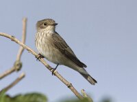 Muscicapa striata 10, Grauwe vliegenvanger, Saxifraga-Mark Zekhuis