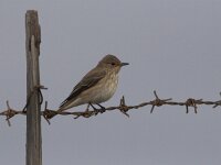 Muscicapa striata 4, Grauwe vliegenvanger, Saxifraga-Luc Hoogenstein