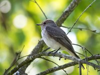 Muscicapa striata 69, Grauwe vliegenvanger, Saxifraga-Bart Vastenhouw