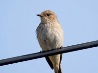 Muscicapa striata 71, Grauwe vliegenvanger, Saxifraga-Bart Vastenhouw
