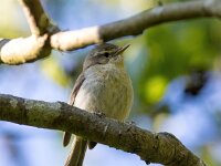 Muscicapa striata 74, Grauwe vliegenvanger, Saxifraga-Bart Vastenhouw
