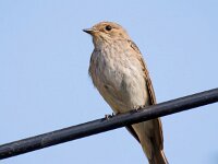 Muscicapa striata 85, Grauwe vliegenvanger, Saxifraga-Bart Vastenhouw