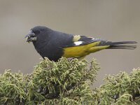 Mycerobas carnipes 2, Spiegeldikbek, Saxifraga-Mark Zekhuis