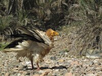Neophron percnopterus 10, Aasgier, Saxifraga-Rob Felix : Animalia, Aves, Chordata, animal, bird, dier, dieren, gewervelde dieren, vertebraat, vertebrate, vogel, vogels