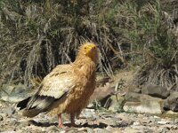 Neophron percnopterus 11, Aasgier, Saxifraga-Rob Felix : Animalia, Aves, Chordata, animal, bird, dier, dieren, gewervelde dieren, vertebraat, vertebrate, vogel, vogels