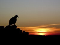 Neophron percnopterus 12, Aasgier, Saxifraga-Rob Felix : Animalia, Aves, Chordata, animal, bird, dier, dieren, gewervelde dieren, vertebraat, vertebrate, vogel, vogels