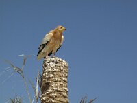 Neophron percnopterus 13, Aasgier, Saxifraga-Rob Felix : Animalia, Aves, Chordata, animal, bird, dier, dieren, gewervelde dieren, vertebraat, vertebrate, vogel, vogels