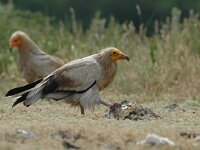 Neophron percnopterus 14, Aasgier, Saxifraga-Joerg Mager