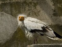 Neophron percnopterus 17, Aasgier, Saxifraga-Jan van der Straaten