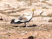 Neophron percnopterus 22, Aasgier, Saxifraga-Bart Vastenhouw