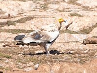 Neophron percnopterus 23, Aasgier, Saxifraga-Bart Vastenhouw.jpg