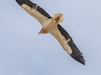 Neophron percnopterus 30, Aasgier, Saxifraga-Bart Heijne