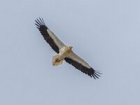 Neophron percnopterus 31, Aasgier, Saxifraga-Bart Heijne