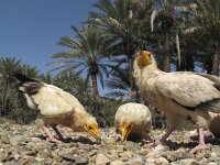 Neophron percnopterus 8, Aasgier, Saxifraga-Rob Felix : Animalia, Aves, Chordata, animal, bird, dier, dieren, gewervelde dieren, vertebraat, vertebrate, vogel, vogels