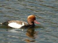 Netta rufina 10, Krooneend, male, Saxifraga-Jan van der Straaten