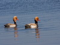 Netta rufina  krooneenden op het Wolderwijd : Netta refina