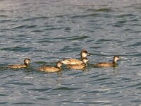 Netta rufina 13, Krooneend, Saxifraga-Mark Zekhuis