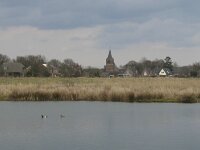 Netta rufina 15, Krooneend, Saxifraga-Rob Felix : Animalia, Aves, Chordata, animal, bird, dier, dieren, gewervelde dieren, vertebraat, vertebrate, vogel, vogels