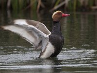 Netta rufina 20, Krooneend, Saxifraga-Luc Hoogenstein  Krooneend, Red-chested Pochard, Netta rufina : Krooneend, mooi, lente, meer, beautiful, natuur, rode snavel, voorjaar, wild, coast, drake, lake, Europa, duck, Red-chested Pochard, water, Zuid-Europa, mannetje, Iberisch Schiereiland, kust, nature, april, Netta rufina, spring, wilde vogel, Portugal, freshwater, red bill, zoet water, male, eend, Algarve