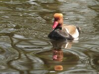 Netta rufina 25, Krooneend, Saxifraga-Jan Nijendijk