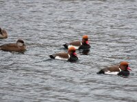 Netta rufina 31, Krooneend, Saxifraga-Bart Vastenhouw