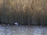 Netta rufina 34, Krooneend, Saxifraga-Jan Nijendijk