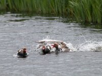 Netta rufina 36, Krooneend, Saxifraga-Mark Zekhuis