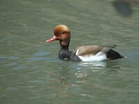 Netta rufina 8, Krooneend, male, Saxifraga-Jan van der Straaten