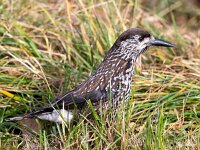 Nucifraga caryocatactes 13, Notenkraker, Saxifraga-Bart Vastenhouw